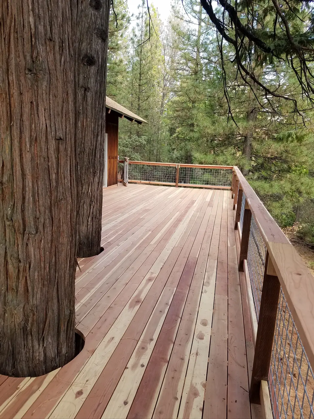 Redwood deck built around a mature cedar tree with a wire cable railing
